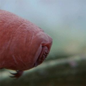 Meet your Posher, Owen